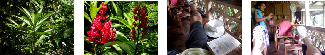 Images of sunny day on tropical
        balcony