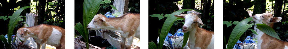 Images of young goat in tropical
        backyard garden