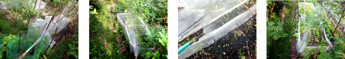 Images of tropical backyard being
        watered