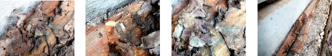Images of ants nest in tropical
        backyard woodpile