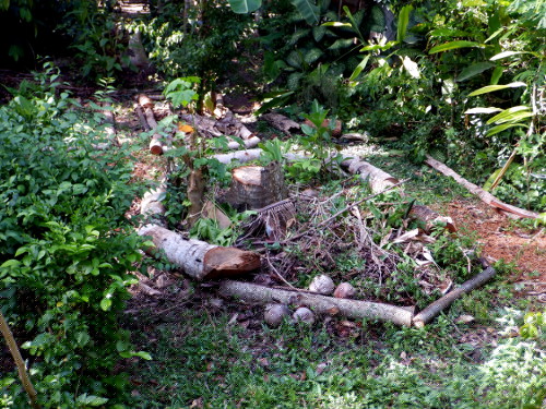 Images of tropical backyard garden
        patch