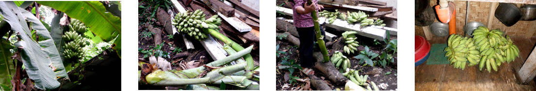 Images of bananas harvested in
        tropical backyard