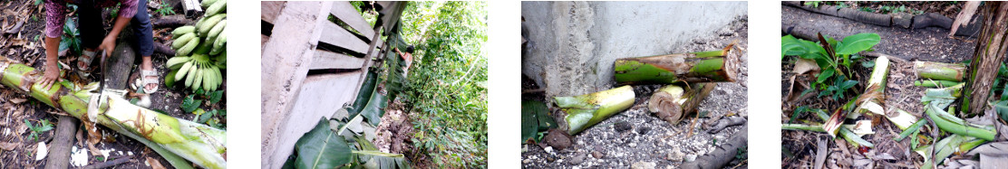Images of tropical backyard banana
        tree providing pig fodder and compost