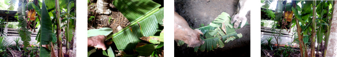 Images of banana leaves fed to
        tropical backyard pigs