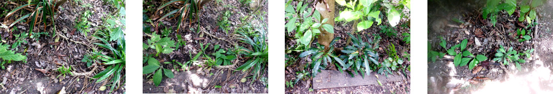 Images of tropical backyard garden borders planted
            with cuttings