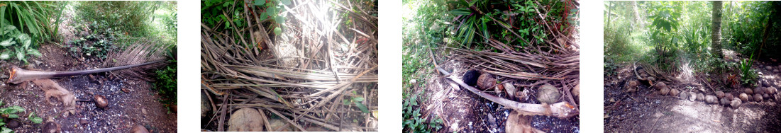 Images of debris cleaned up in
        tropical backyrad