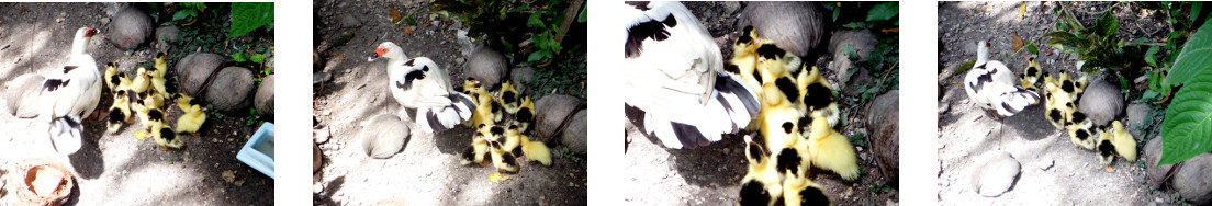 Images of newly hatched ducklings in
        tropical backyard