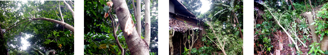 Images of small tree felled in
        tropical backyard