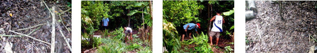 Images of people collecting firewood
        in tropical backyard