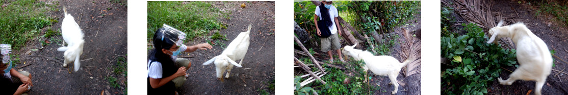 Images of tropical backyard goat