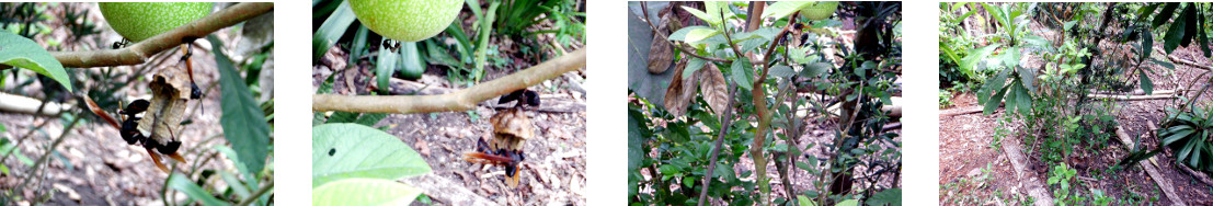 Images of hornets nest in tropical
        backyard garden