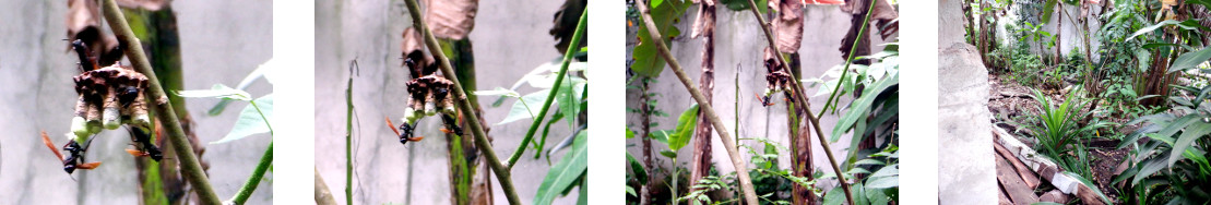 Images of hornet's nest in tropical
        backyard