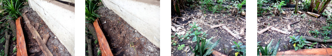 Images of tropical backyard pig pen
        path cleared of junk wood