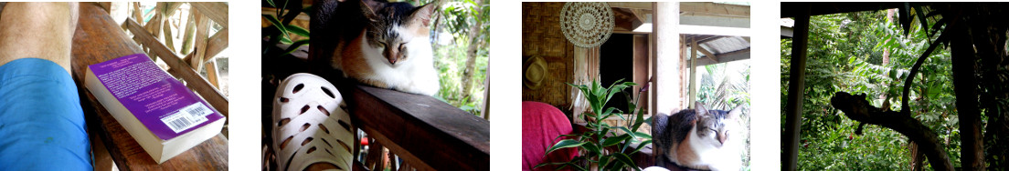 Images of hot lazy day on tropical
        balcony