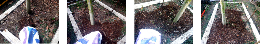 Images of organic debris from paths
        composted on tropical backyard garden patch t