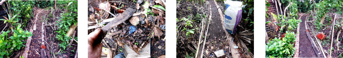 Images of tropical backyard path
        cleared of leaves