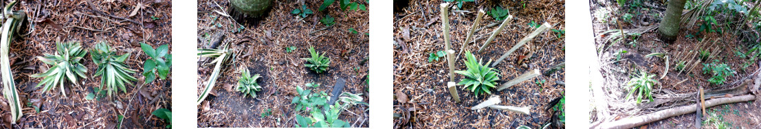 Images of pineapple tops replanted
        after being dug up by tropical backyard chickens