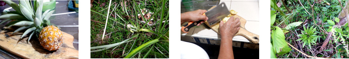 Images of tropical backyard pineapple
        picked and the top replanted