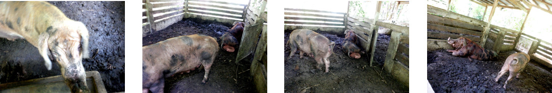Images of tropical backyard boar and
        sow