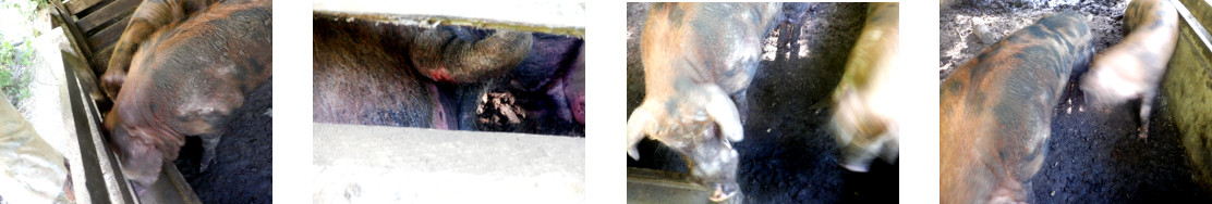 Images of tropical backyard boar and
        sow together