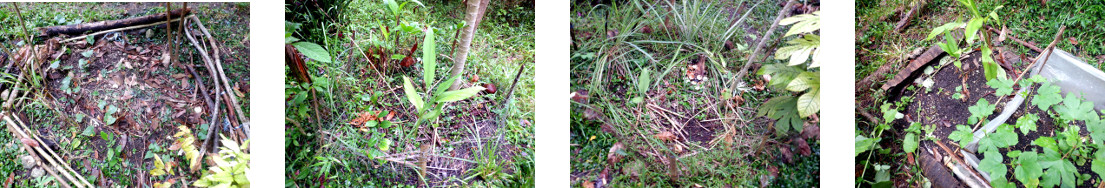 Images of various locations where ginger and chili seeds
        have been planted in tropical backyard