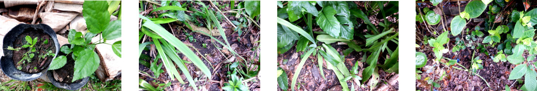 Images of seedlings and cuttings
        transplanted in tropical backyard