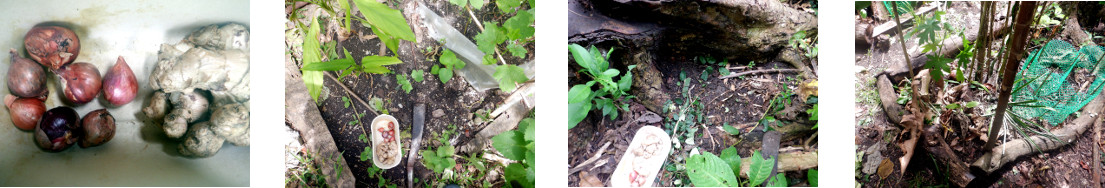 Images of onions and ginger
            planted in tropical backyard