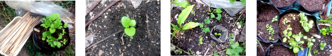 Images of eggplant seedlings
        transplanted in tropical backyard