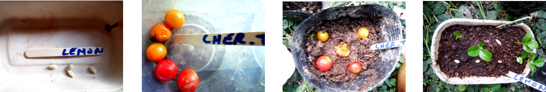 Images of lemon and cherry tomato
        seeds potted in tropical backyard