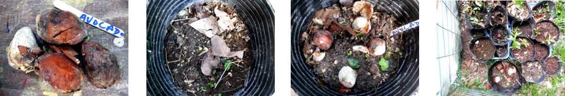 Images of avocado seeds potted in tropical backyard