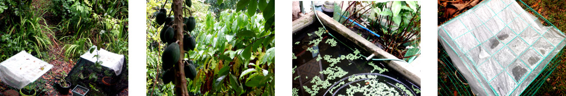 Images of tropical backyard garden
        after rain in the night