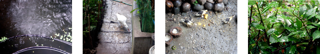 Images of rain in tropical backyard