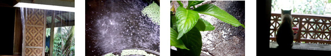 Images of rain in tropical backyard