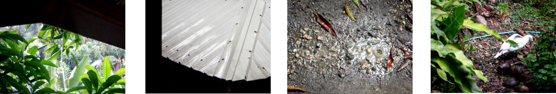 Images of rain in tropical backyard