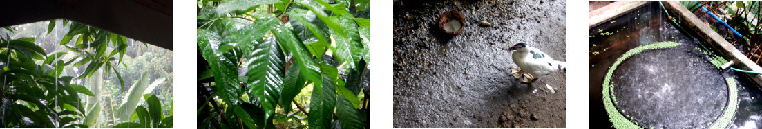 Images of rain in tropical backyard