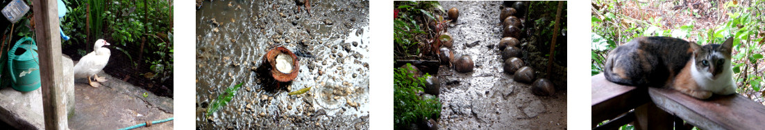 Images of rain in tropical backyard