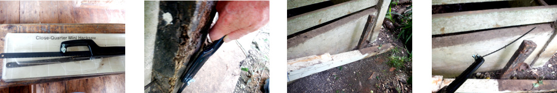 Images of failed attempt to saw off a
        nail in tropical backyard