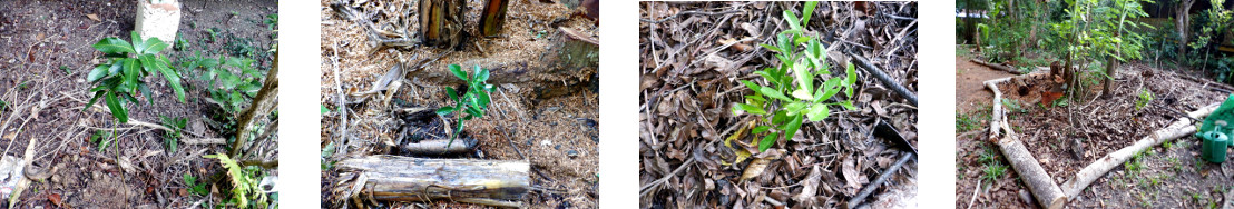 Images of fruit tree seedlings planted
        in tropical backyard