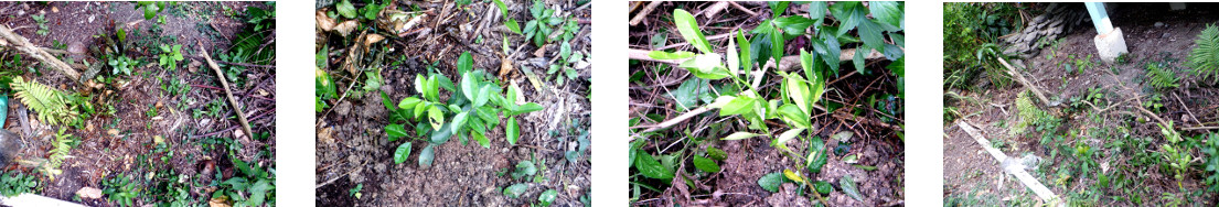 Images of fruit tree seedlings planted
        in tropical backyard