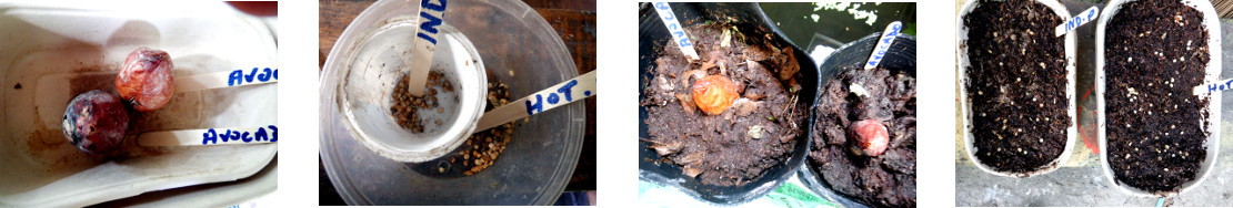 Images of avocdo and pepper seeds
        potted in tropical backyard