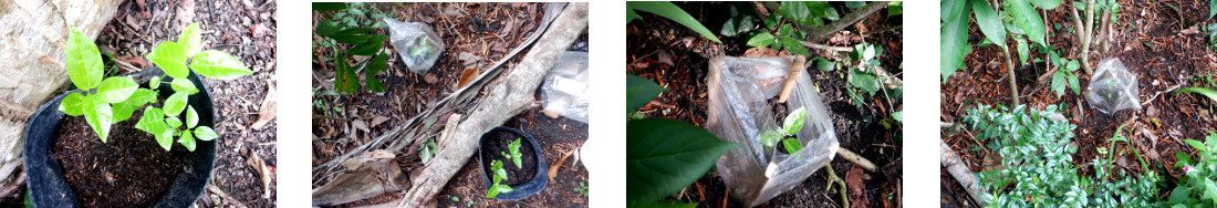 Images of seedlings transplanted in
        tropical backyard