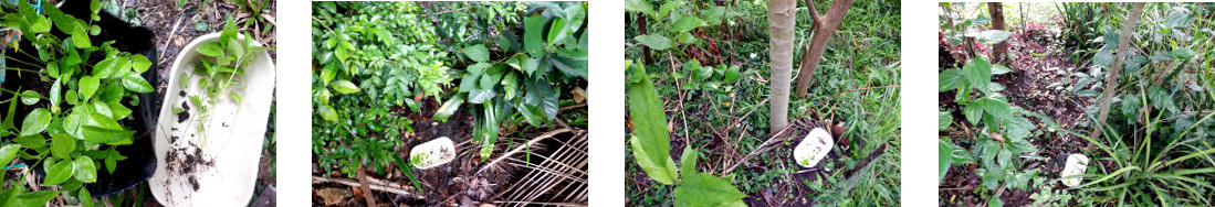 Images of passion fruit seedlings transplanted in
        tropical backyard