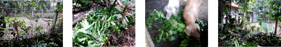 Images of trimmed tropical backyard hedge composted or
        fed to pigs