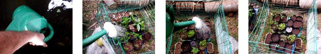 Images of tropical backyard seedlings
        being watered