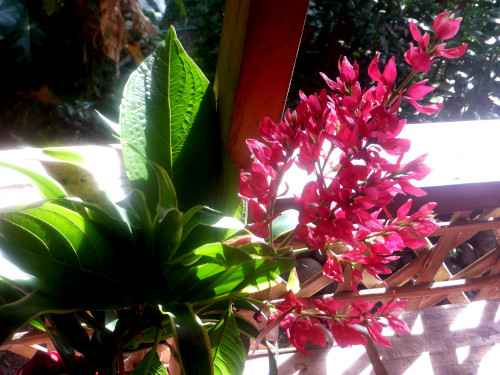 A sunny Day in a tropical
        backyard