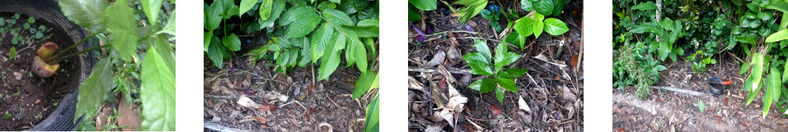 Images of avocado seedling planted in tropical backyard