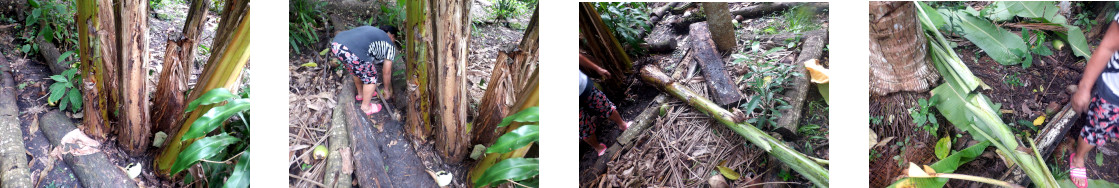 Images of banana tree being dug up in tropical backyard