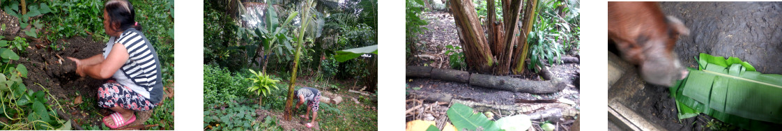 Images of
        planting a banana tree in tropical backyard