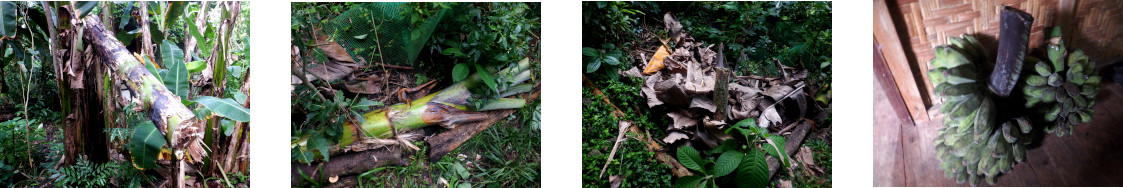 Images of banana tree harvested in
            tropical backyard