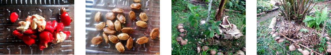 Images of home grown bitter gourd
        seeds planted in tropical backyard